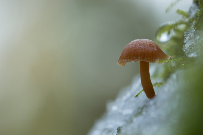 Обои картинки фото природа, грибы, снег, утро, грибок, зимний, фон, гриб