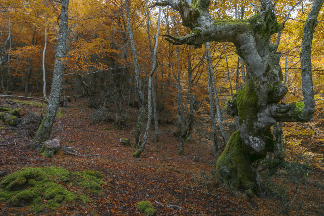 Обои картинки фото природа, лес, осень, стволы, листва