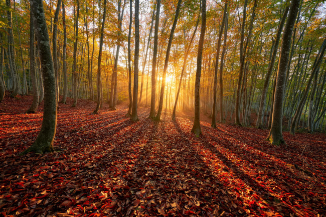 Обои картинки фото природа, лес, солнце, осень, деревья, листья, лучи