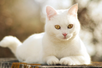 Картинка животные коты кошка кот белый белая