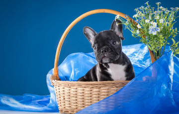 Картинка животные собаки французский бульдог пёсик щенок корзина ткань цветы незабудки
