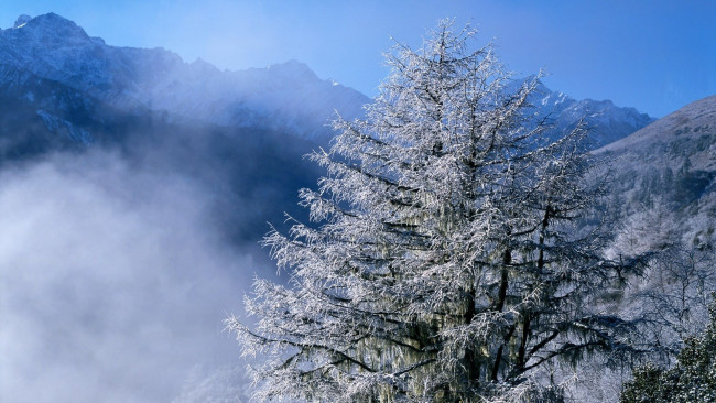 Обои картинки фото природа, горы, туман, вершины, деревья, снег, зима