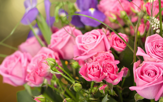 Обои картинки фото цветы, розы, букет, бутоны, фон, ирисы