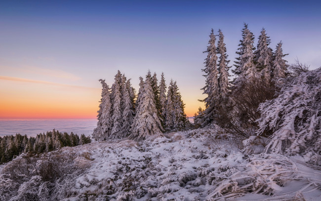 Обои картинки фото природа, зима, горы, облака, снег, ели, вершина, рассвет, утро