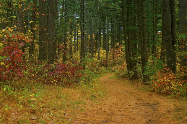 Обои картинки фото природа, лес, осень, дорога, кусты, деревья