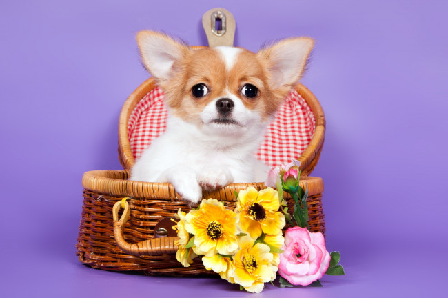 Обои картинки фото животные, собаки, чихуахуа, корзина, цветы