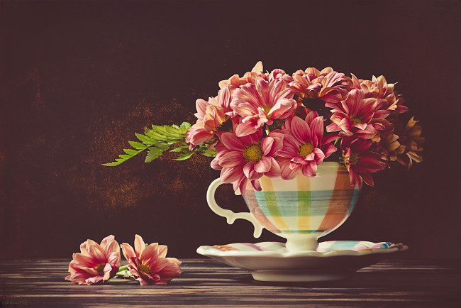 Обои картинки фото цветы, хризантемы, чашка, фон