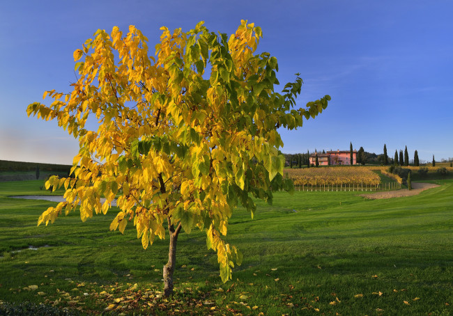 Обои картинки фото природа, деревья, италия, осень, холм, поле, небо, листья, тоскана, дерево, дома, трава