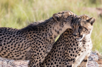Картинка животные гепарды молодые парочка игра укус морда