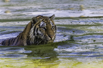Картинка животные тигры купание