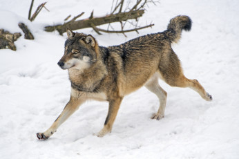 Картинка животные волки +койоты +шакалы бег снег хищник серый