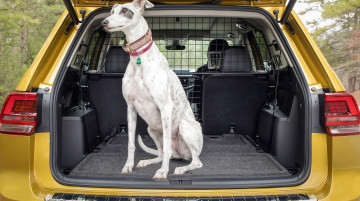 Картинка животные собаки друг багажник питомец собака пёс машина