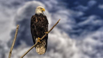 Картинка животные птицы+-+хищники орлан ветка небо