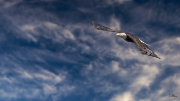 Картинка животные птицы+-+хищники полёт высота
