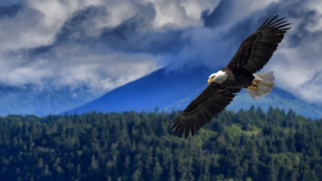Обои картинки фото животные, птицы - хищники, орлан, полёт, крылья, размах, высота
