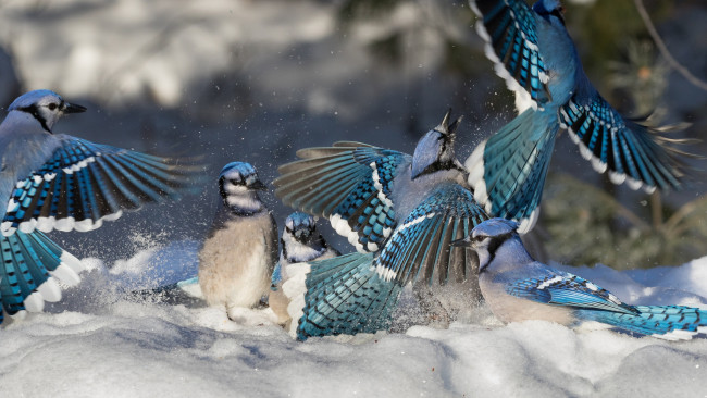 Обои картинки фото животные, сойки, птицы, разборки, зима, голубая, сойка, птичий, базар, снег
