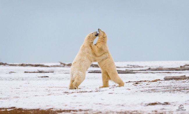 Обои картинки фото животные, медведи, белые, полярные, парочка, игра, борьба, разборка, снег, хищники