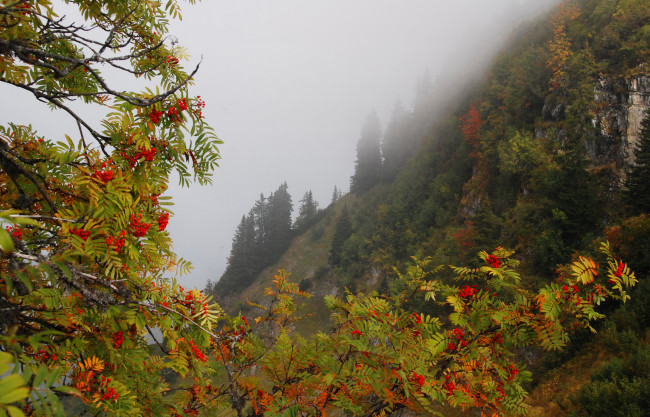 Обои картинки фото природа, Ягоды,  рябина, осень, лес, ветки, туман, горы, склон, деревья, рябина, скалы, ягоды