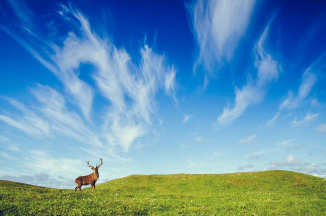 Обои картинки фото животные, олени, олень, холмы, небо, поле
