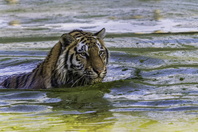 Обои картинки фото животные, тигры, купание
