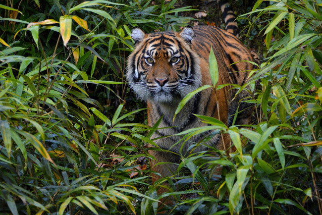 Обои картинки фото животные, тигры, суматранский, заросли, морда, внимание, настороженность