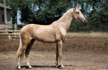 Картинка животные лошади ахалтекинец соловый загон