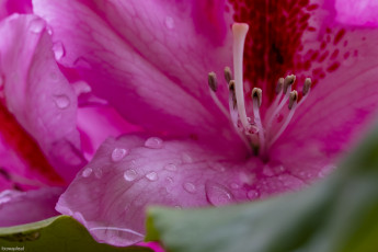 Картинка цветы рододендроны+ азалии лепестки