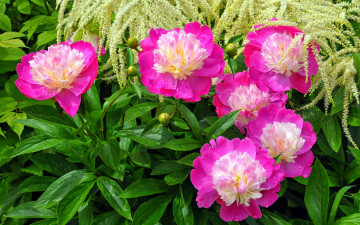 Картинка цветы пионы розовые куст