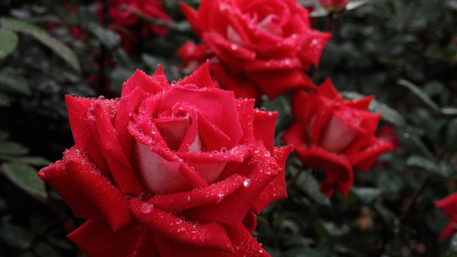 Обои картинки фото цветы, розы, красные, капли