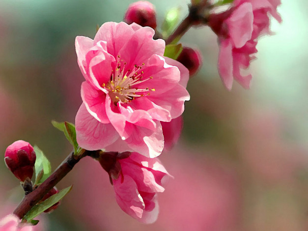 Обои картинки фото цветочки, цветы, сакура, вишня