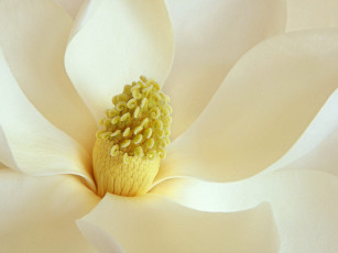 обоя magnolia, blossom, цветы, магнолии