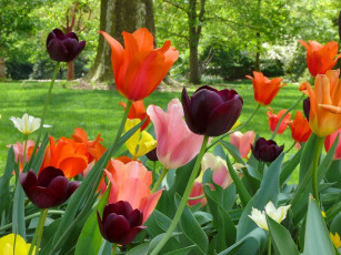 Картинка цветы тюльпаны парк