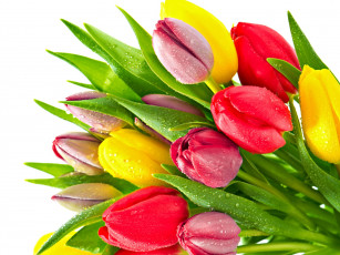 Картинка цветы тюльпаны зеленый желтый красный капли