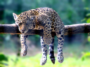 Картинка животные Ягуары ветка малыш отдых