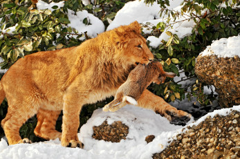 Картинка животные львы лев заяц снег добыча