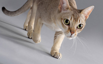 Картинка животные коты идет усы глаза кошка