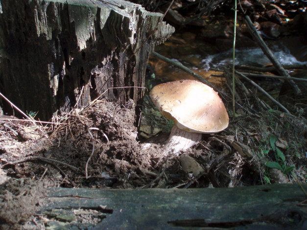 Обои картинки фото природа, грибы, боровик, пень