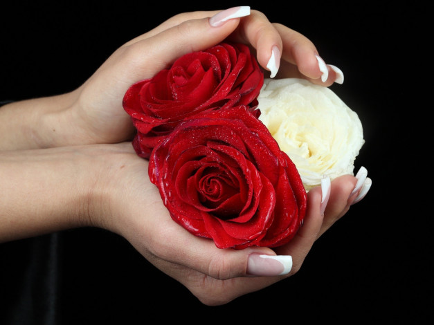 Обои картинки фото разное, руки, розы, маникюр