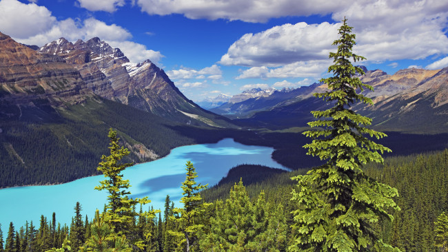 Обои картинки фото природа, реки, озера, облака, ели, озеро, peyto, lake, banff, national, park, canada, канада, горы, лес, деревья, пейзаж