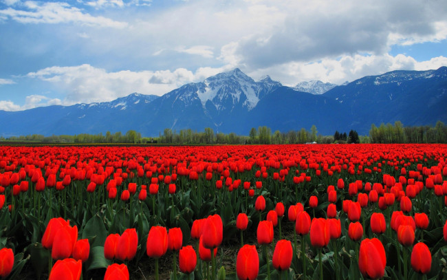 Обои картинки фото цветы, тюльпаны, горы, маки, красный