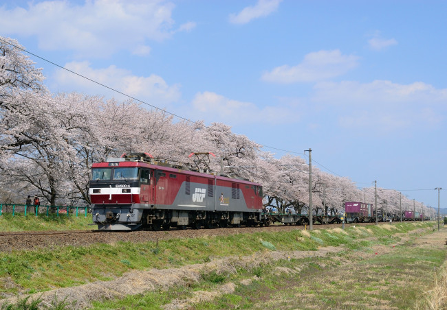 Обои картинки фото техника, поезда, сакура, поезд