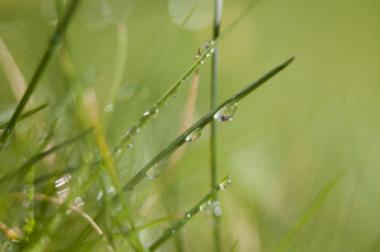 Картинка природа макро трава зеленый роса капли блеск