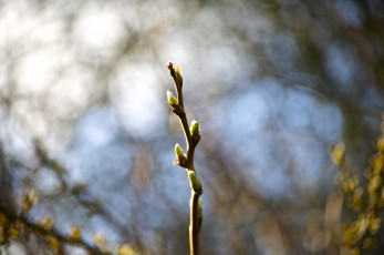 Картинка природа макро весна веточка почки