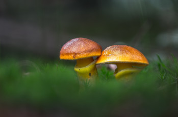 Картинка природа грибы гриб лес трава лиственничный маслёнок