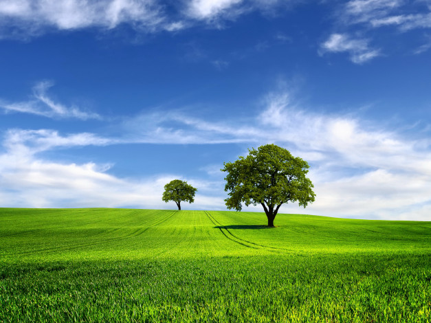Обои картинки фото природа, поля, облака, небо, дерево, поле