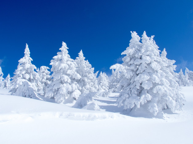 Обои картинки фото природа, зима, ели, Япония, снег