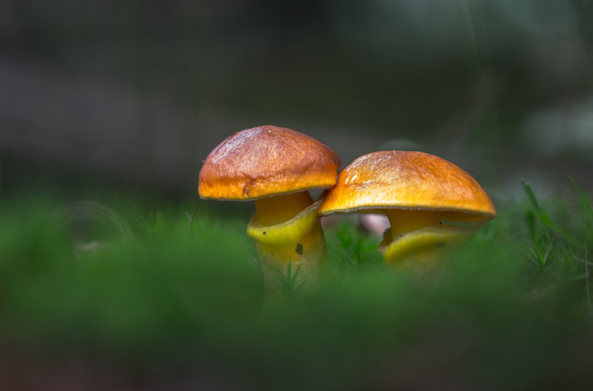 Обои картинки фото природа, грибы, гриб, лес, трава, лиственничный, маслёнок