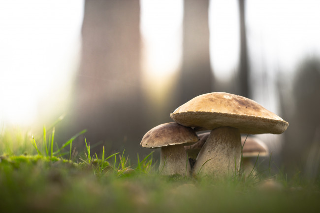 Обои картинки фото природа, грибы, лес, трава, белый, гриб