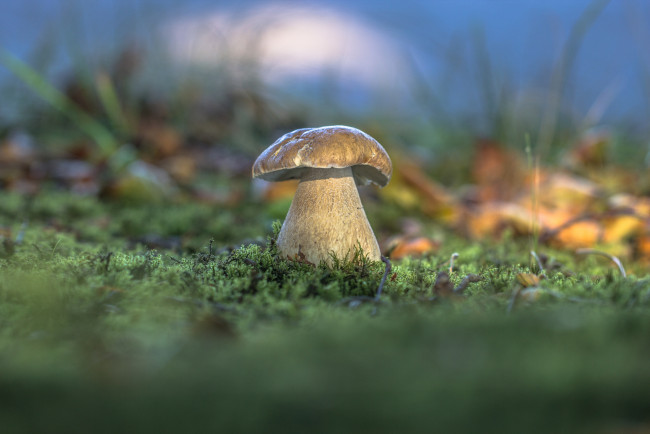 Обои картинки фото природа, грибы, трава, лес, белый, гриб, осень, мох
