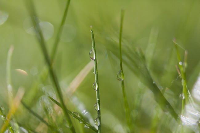 Обои картинки фото природа, макро, капли, блеск, травинка, зеленый, роса